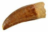 Serrated, Carcharodontosaurus Tooth - Feeding Worn Tip #351686-1